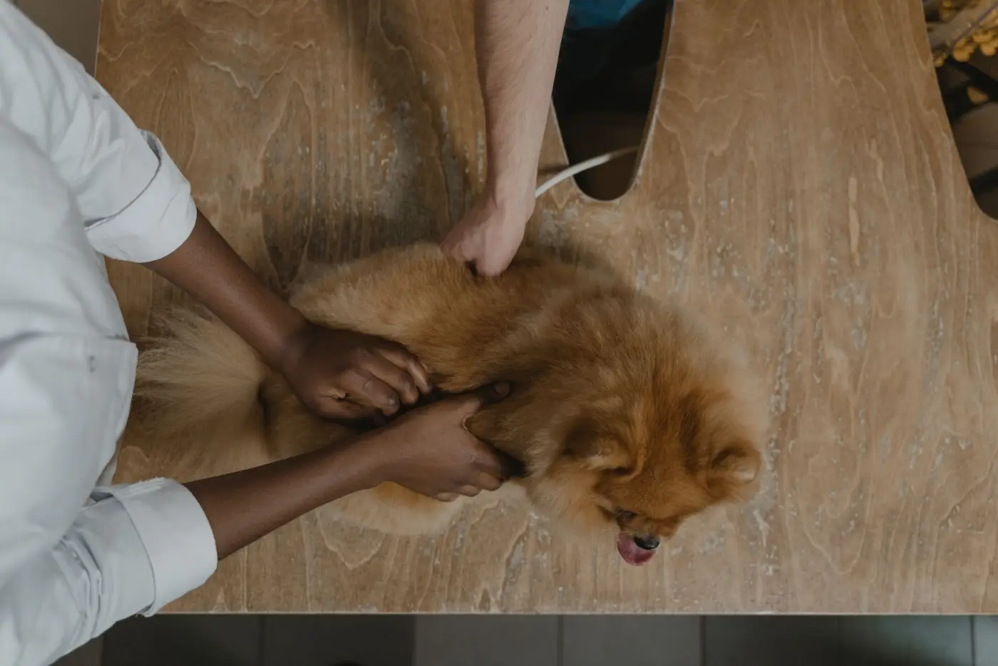 Two people in a clinic gently holding a small fluffy dog on a wooden table