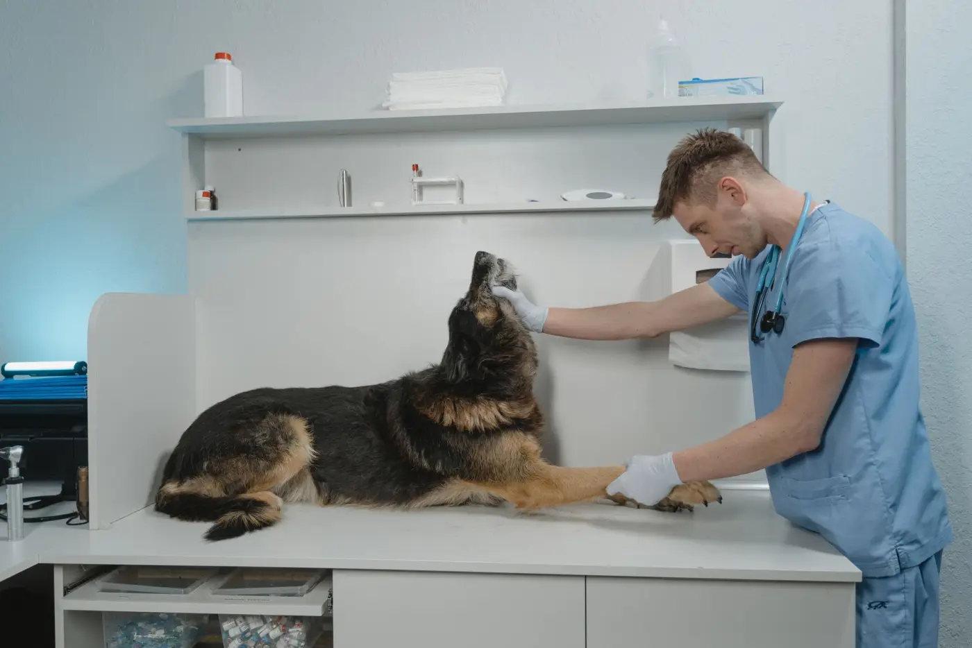A vet in blue scrubs examining a German Shepherd on a clinic table